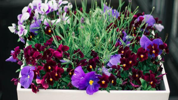 flowers in a container